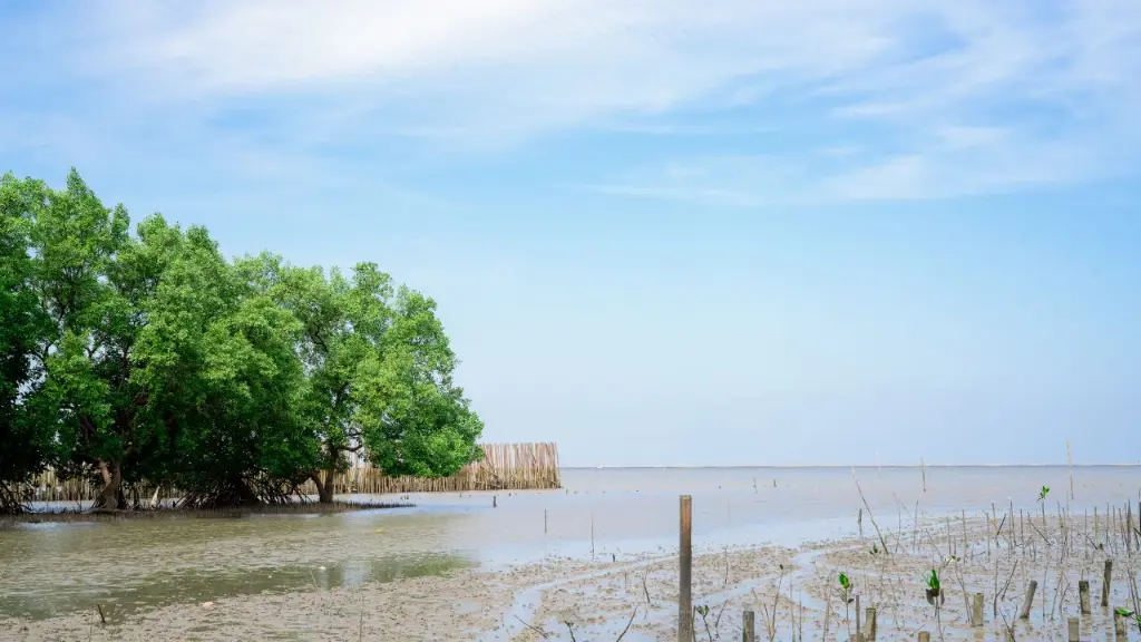 Coastal Wetlands